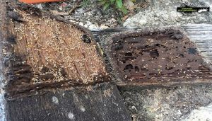 Active Termites outdoors