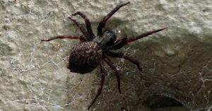 Black-House-spider