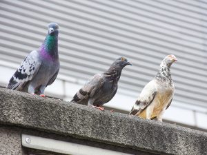 Pigeons sitting on cement floor