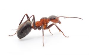 Big Forest Ant