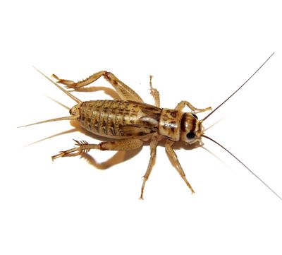 Common House Crickets | Pest Control | Amazon Pest