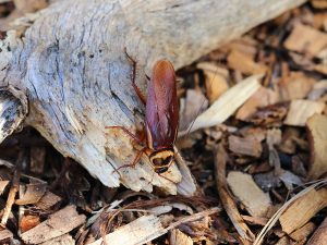 Large Australian Cockroach outdoors on a log
