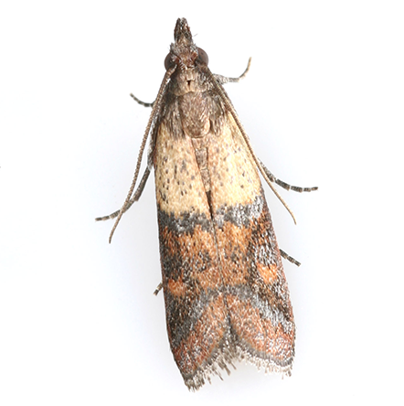 https://amazonpest.com.au/wp-content/uploads/pantry-moth-1.png