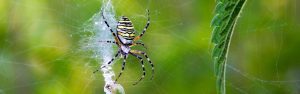 webbing spider